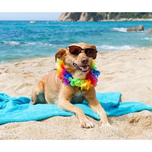 记牢才能愉快地玩耍带狗狗去海滩的安全小常识