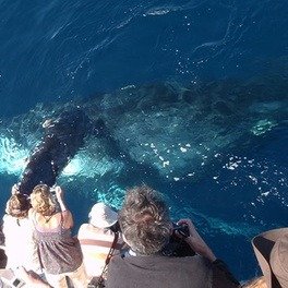 2–2.5 Hour Whale Watching & Dolphin Cruise - Newport Landing Whale Watching (Up to 52% Off). All Fees Included.