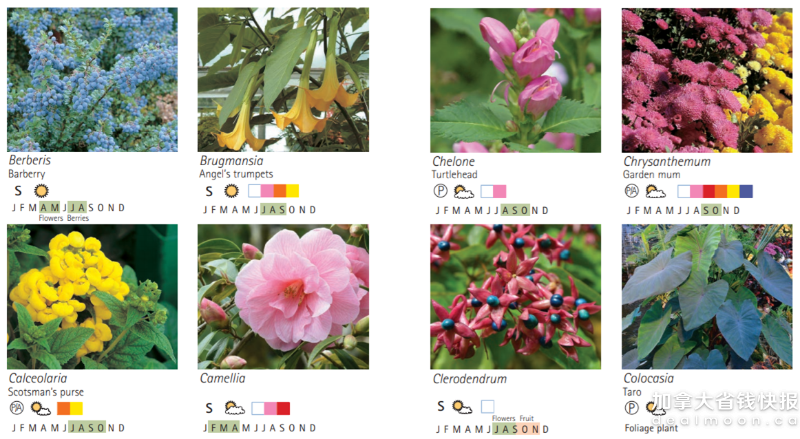布查特花园有哪些花