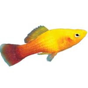 select TROPICAL FISH sale @ PetSmart, In stores only