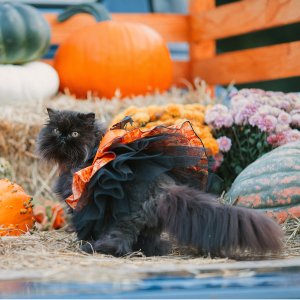 Petco Select Halloween Bootique Collection On Sale
