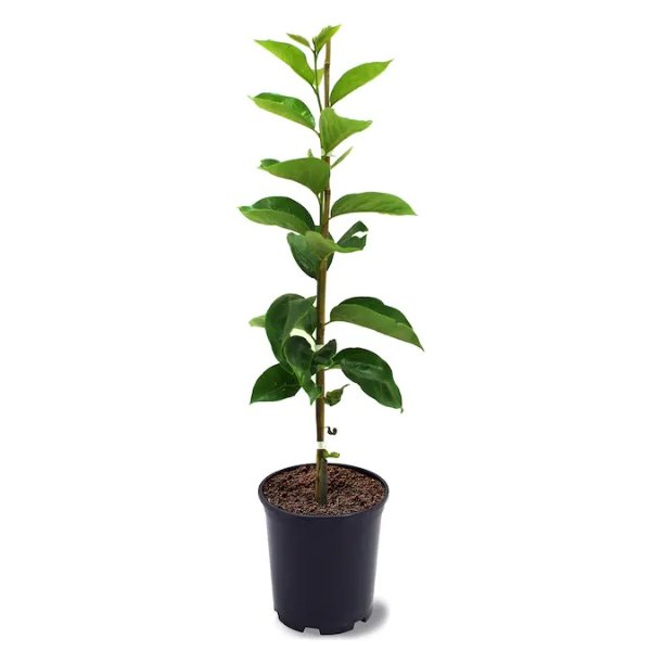 Southern Planters Fuyugaki Persimmon Fruit in Pot (With Soil) (L3482) Lowes.com