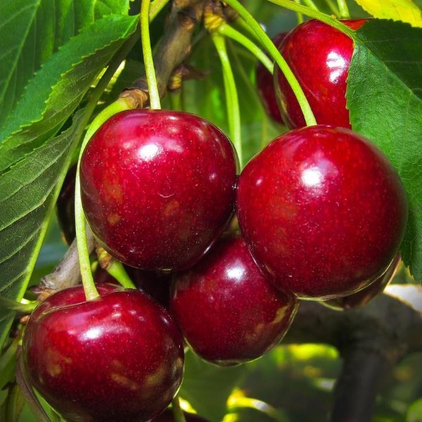 Lapins Cherry Tree - Self Pollinating, Delicious Dark-Red Sweet Cherries (Bare-Root, 3 ft. to 4 ft. Tall, 2-Years Old)