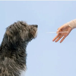 Petco 精选宠物DNA检测包热卖，低至7.5折，狗狗检测包$69起