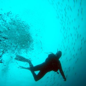 夏威夷檀香山水肺潜水体验 探秘海底世界