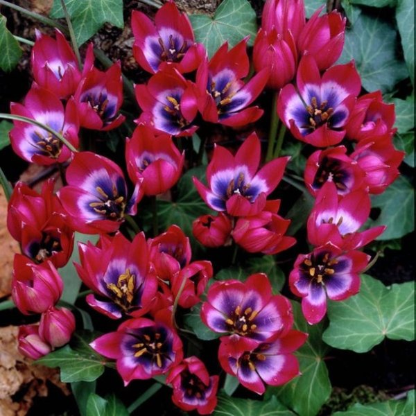 Tulips, Little Beauty, Set of 12 Bulbs Multi-Color Part Sun