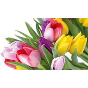33-Count Pack of Tulip Holland's Best Mixed Tulip Bulbs