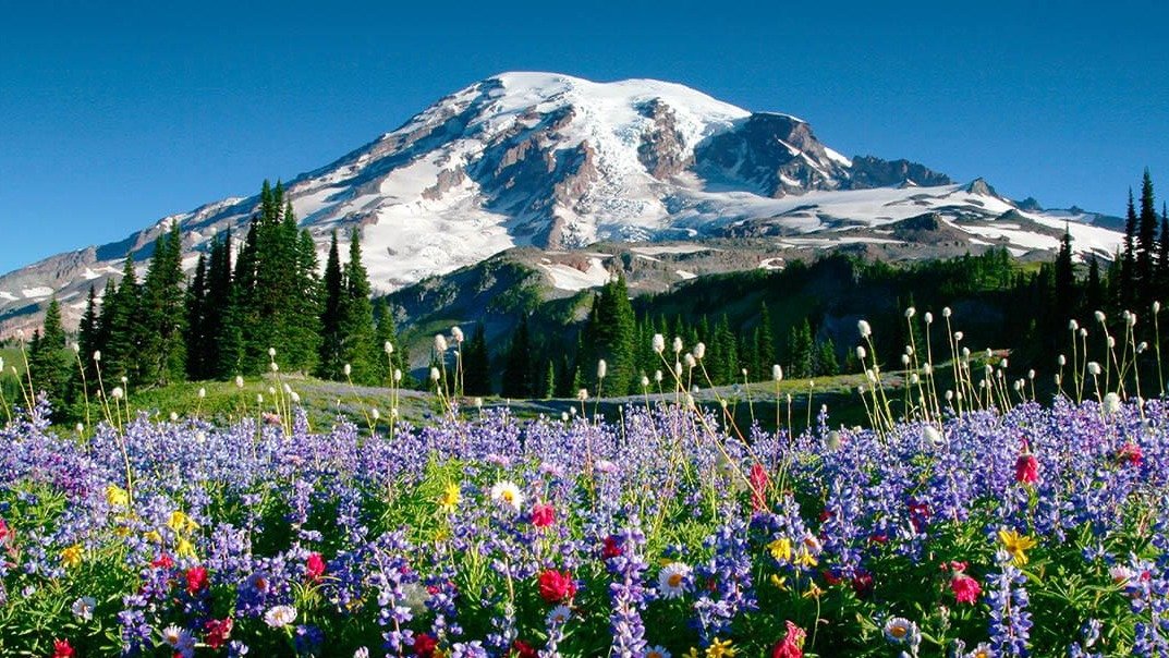 游山玩水|超实用的【华盛顿三大国家公园】攻略（上）雷尼尔山顶野花始盛开