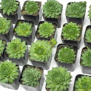Plants for Pets Store Fractal Succulents (5 Pack)