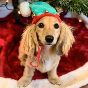 免费 猫猫狗狗都可PetSmart 宠物和圣诞老人拍照活动 12月16-17日