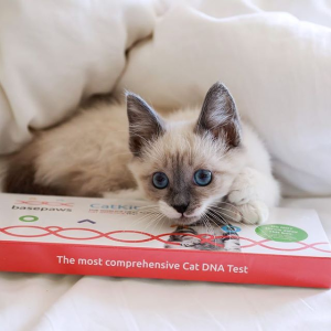 Basepaws Cat Breed + Health DNA Test Kit