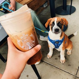 Starbucks 星巴克马克杯、吸管杯、旅行杯闪促 城市限定热门款