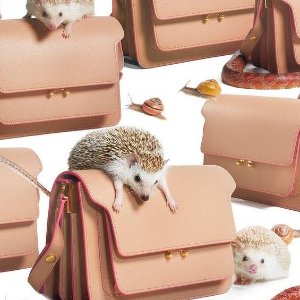 Coltorti Boutique Marni Handbags