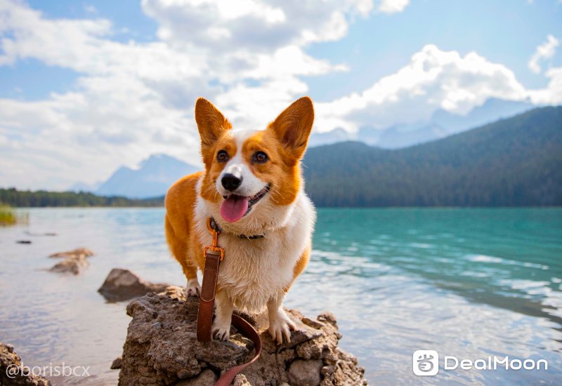 waterfoul_lake_fifi.jpg
