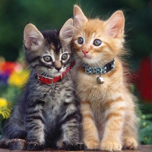 Catit Nylon Adjustable Cat Collar