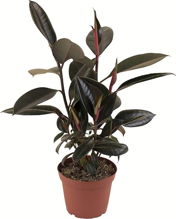 Shop Succulents | Standing Collection Tree Indoor House Hand Selected, Air Purifying Live Burgundy, 6-Inch, Rubber Plant Ficus Elastica