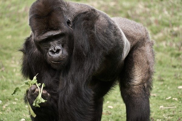 与大猩猩亲密接触 双人野生动物园之旅