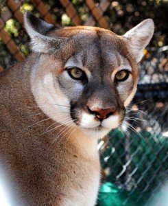 mountain_lion-245x300