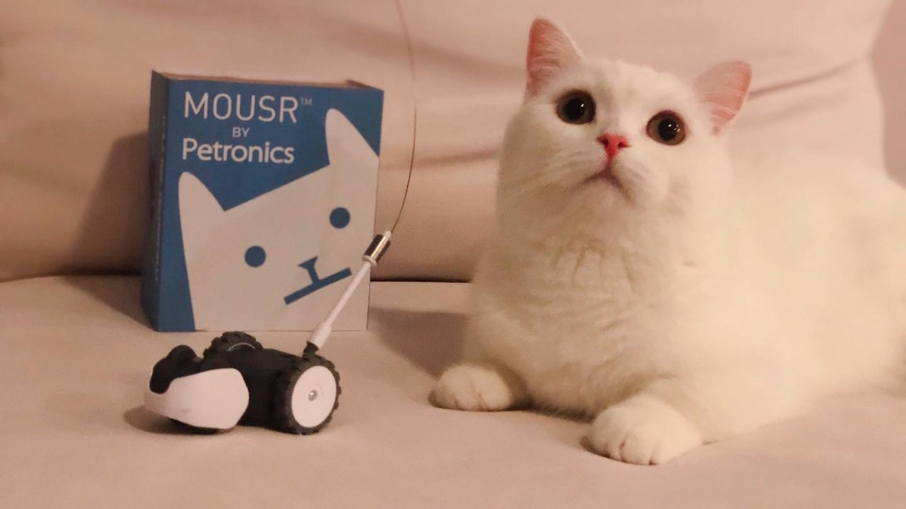 廿廿的新朋友是一只小老鼠|Petronics遥控逗猫棒使用心得报告