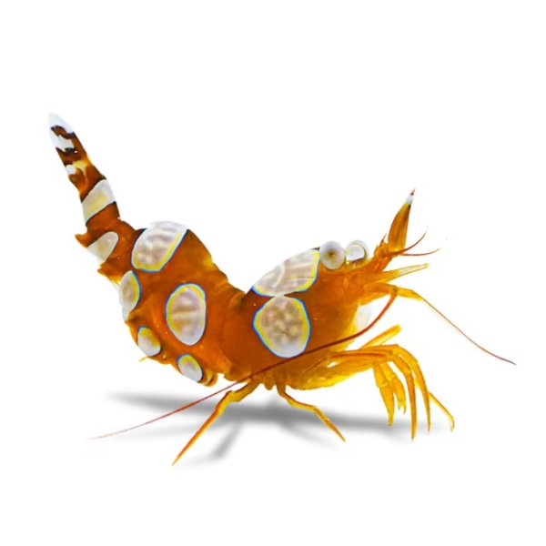 Sexy Dancer Shrimp (Thor ambionensis) | Petco