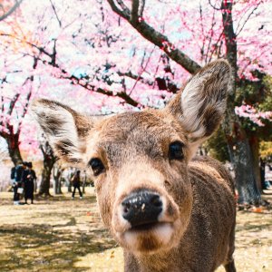 7-Nt Rail Tour Of Tokyo & Kyoto from North America