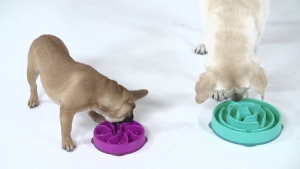 Fun Feeder Interactive Dog Bowl, Teal