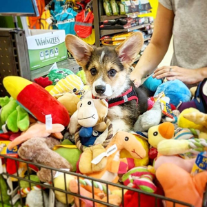 Bond & Co. Recycled Pet Toys on Sale