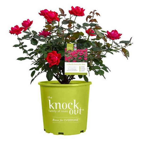 1 Gal. Red The Double Knock Out Rose Bush with Red Flowers