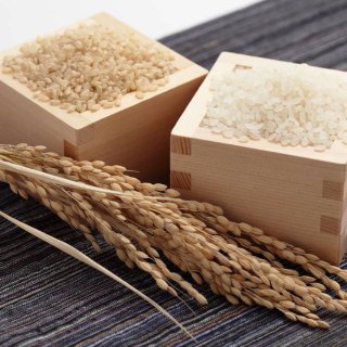 Rice Force米萃精华 | 体验纯天然大米护肤的力量