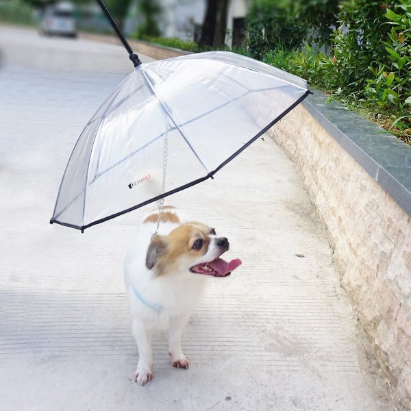 LesyPet Dog Umbrella with Leash - Chewy.com