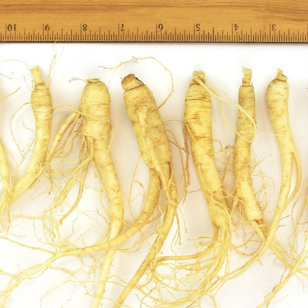 Cultivated Fresh - Ungraded Mixed(16-20 roots)