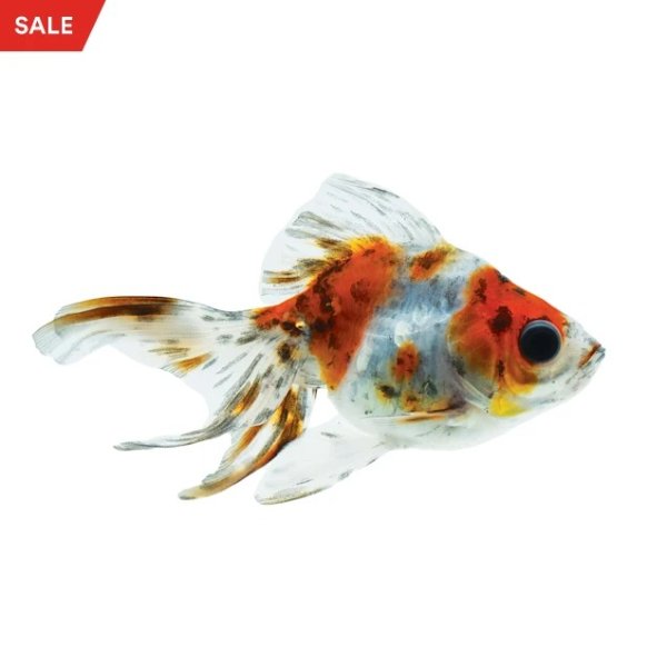 Calico Ryukin Goldfish (Carassius auratus) - Large | Petco