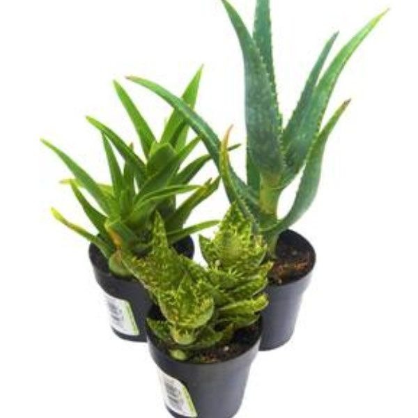 3-Pack Aloe Vera Succulent from Apollo Box