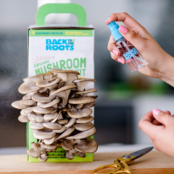 Back to the Roots Organic Mushroom Growing Kit, Harvest Gourmet Oyster Mushrooms In 10 days