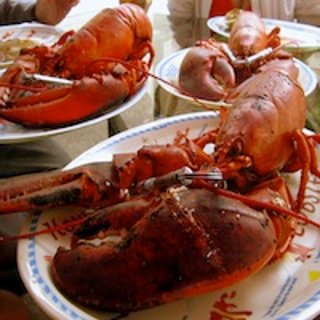 Alive & Kicking Lobsters - 波士顿 - Cambridge