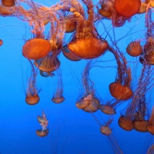 Enjoy a Virtual VisitMonterey Bay Aquarium Live Cams
