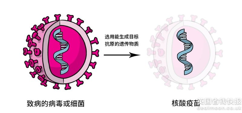 核酸疫苗 Necleic Acid Vaccine