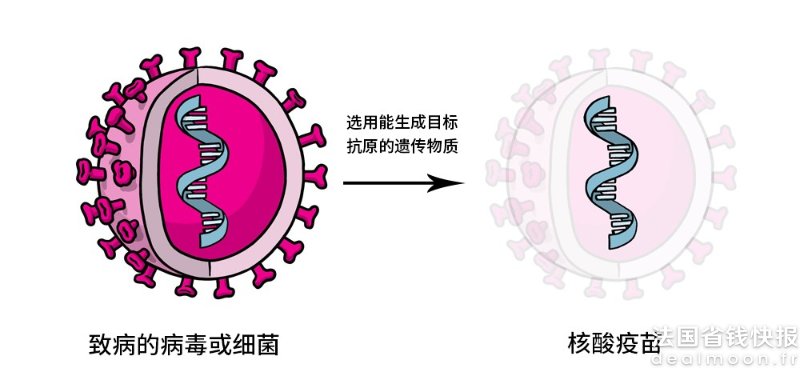 核酸疫苗 Necleic Acid Vaccine