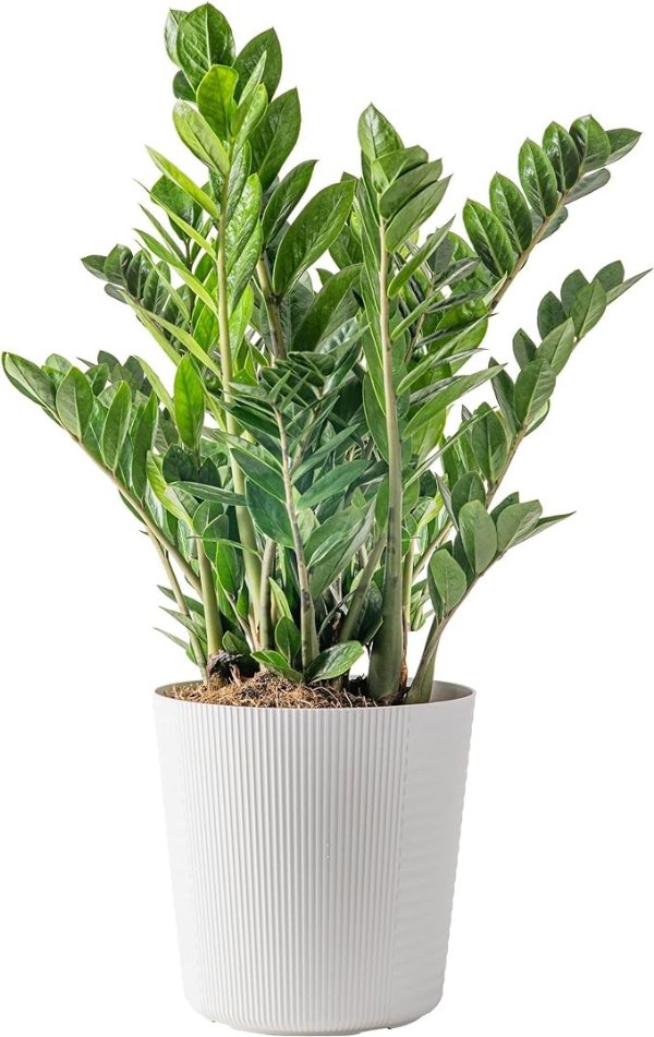ZZ Plant, Live Indoor Houseplant in Modern Decor Planter, Natural Air Purifier in Potting Soil, Gift for Plant Lovers, Birthday Gift, Tabletop Living Room Decor, Desk Decor, 22-Inches Tall