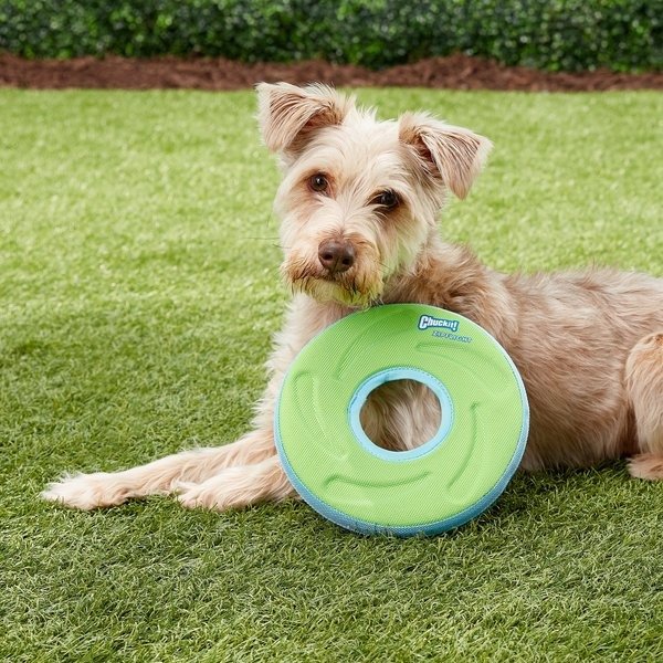Zipflight Disc Dog Toy, Color Varies