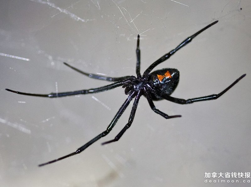 964px-Latrodectus_hesperus_Berkeley,_California