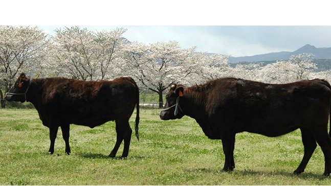 日本吃肉指南！如何经济实惠的吃到美味的肉！这篇黑毛和牛指南送给你！