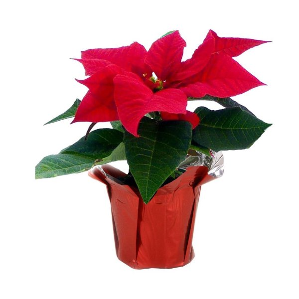 1 pt. Fresh Red Poinsettia with Red Pot Cover (Live)