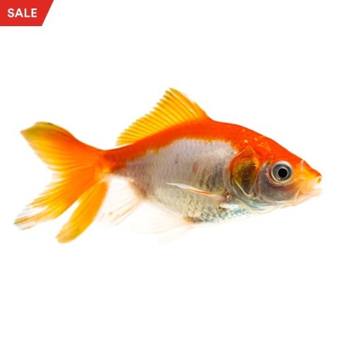 cost of goldfish at petco