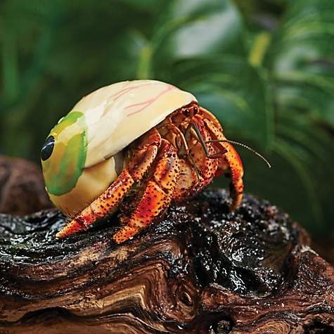 Fancy Hermit Crab