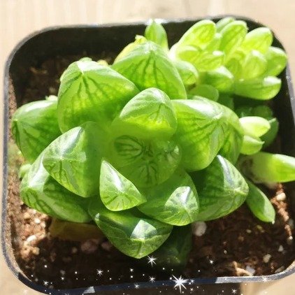 Live Plant Haworthia Cymbiformis var. Obtusa / Window plant | Etsy