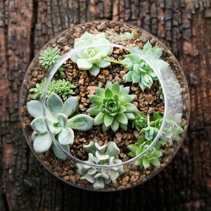 Plants for Pets Store 多肉植物盆栽12盆，2寸