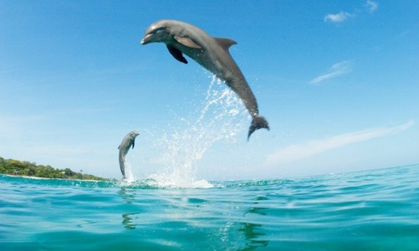 马克岛 两小时出海观海豚体验