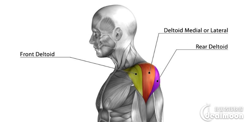 anatomia-muscolo-deltoide-spalla-en
