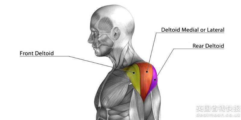 健身常训练到的肌肉及英文科普 附各部位经典训练推荐 英国省钱快报dealmoon Co Uk 攻略